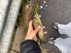 Smallmouth Bass