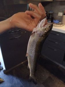 Rainbow Trout