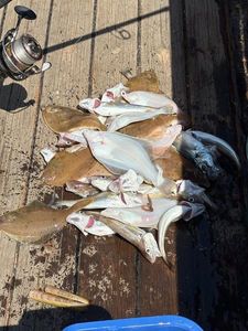 Gilthead Seabream