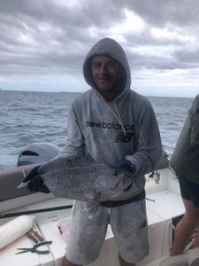 White Grouper