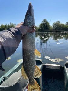 Northern Pike