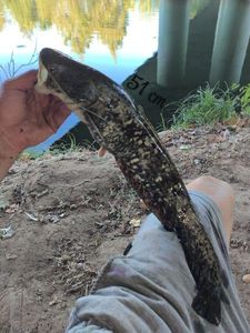 Wels