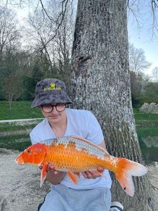 Koï Fish