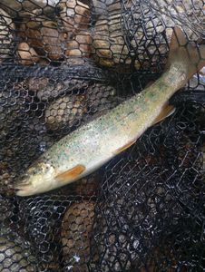 Brown Trout