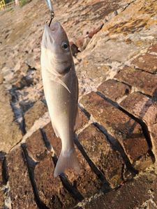 European Bass (Seabass)