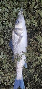 European Bass (Seabass)