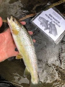 Brown Trout