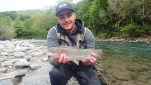 Brown Trout