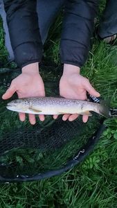 Brown Trout