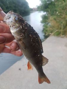 European Perch