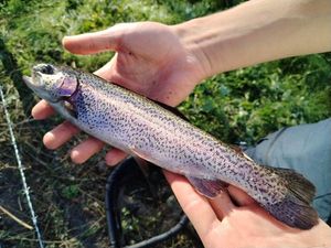 Rainbow Trout