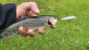 Brown Trout