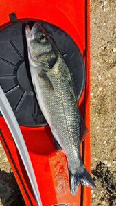 European Bass (Seabass)