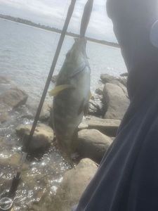 Ballan Wrasse