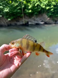 European Perch
