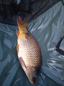 Common Carp
