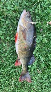European Perch