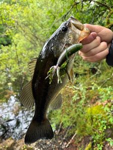 Largemouth Bass