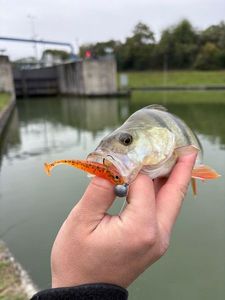 European Perch