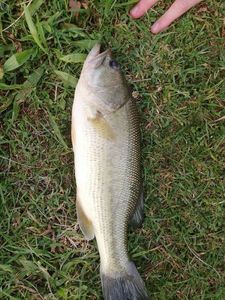 Largemouth Bass