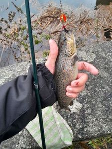 Brown Trout