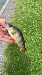 European Perch