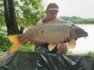 Common Carp