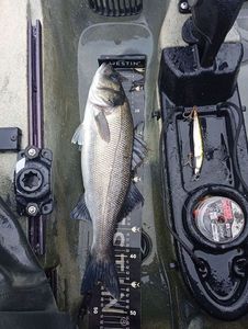 European Bass (Seabass)