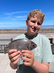 Black Seabream