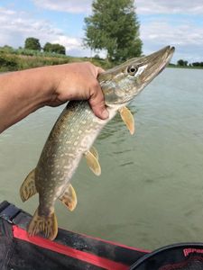 Northern Pike