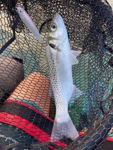 Spotted Seabass