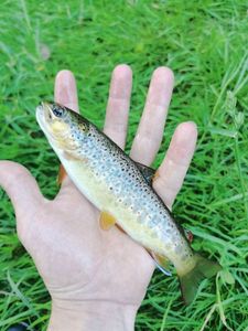 Brown Trout