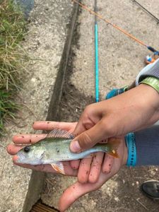European Perch
