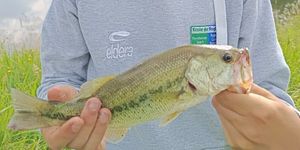 Largemouth Bass
