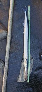 Garfish