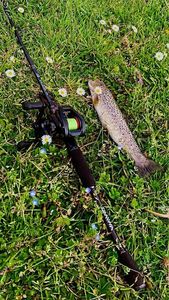 Brown Trout