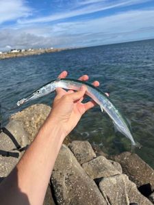 Garfish