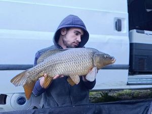 Common Carp