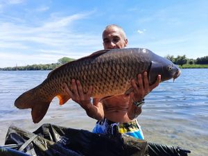 Common Carp