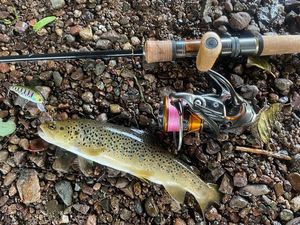 Brown Trout