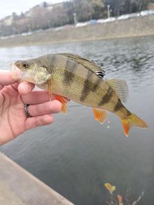 European Perch