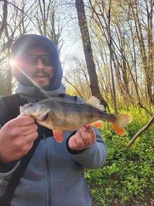 European Perch