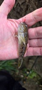 Round Goby