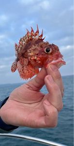 Red Scorpionfish