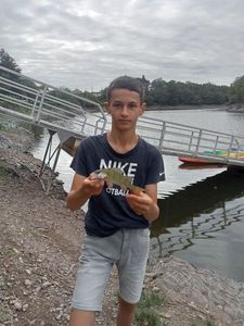 European Perch