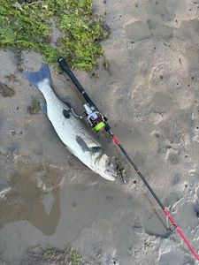 European Bass (Seabass)