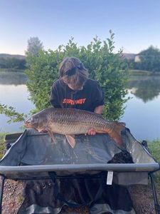 Common Carp