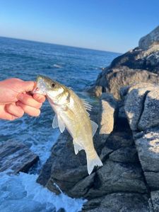 European Bass (Seabass)