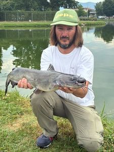 Channel Catfish