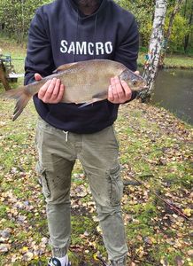 Common Bream